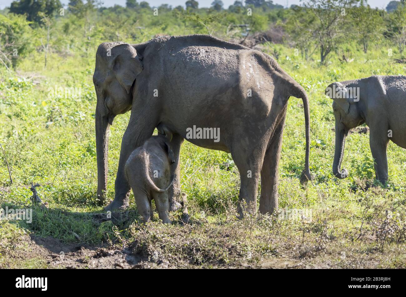 Udawalawe, Sri Lanka: National Park Asian Elephants many rehabilitated from sanctuary. Stock Photo