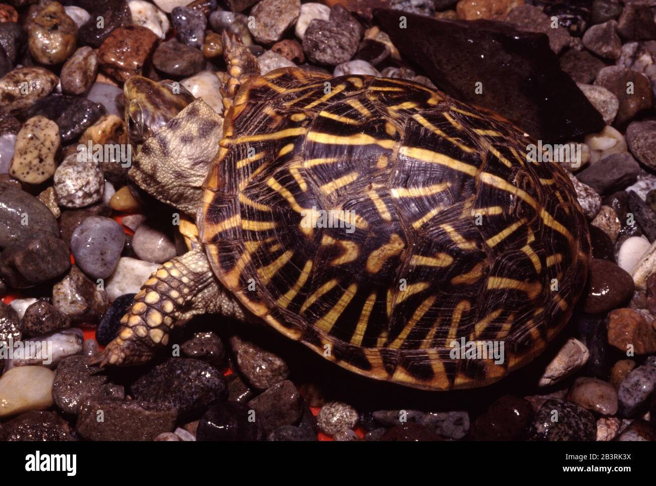 The ornate box turtle (Terrapene ornata ornata) Stock Photo