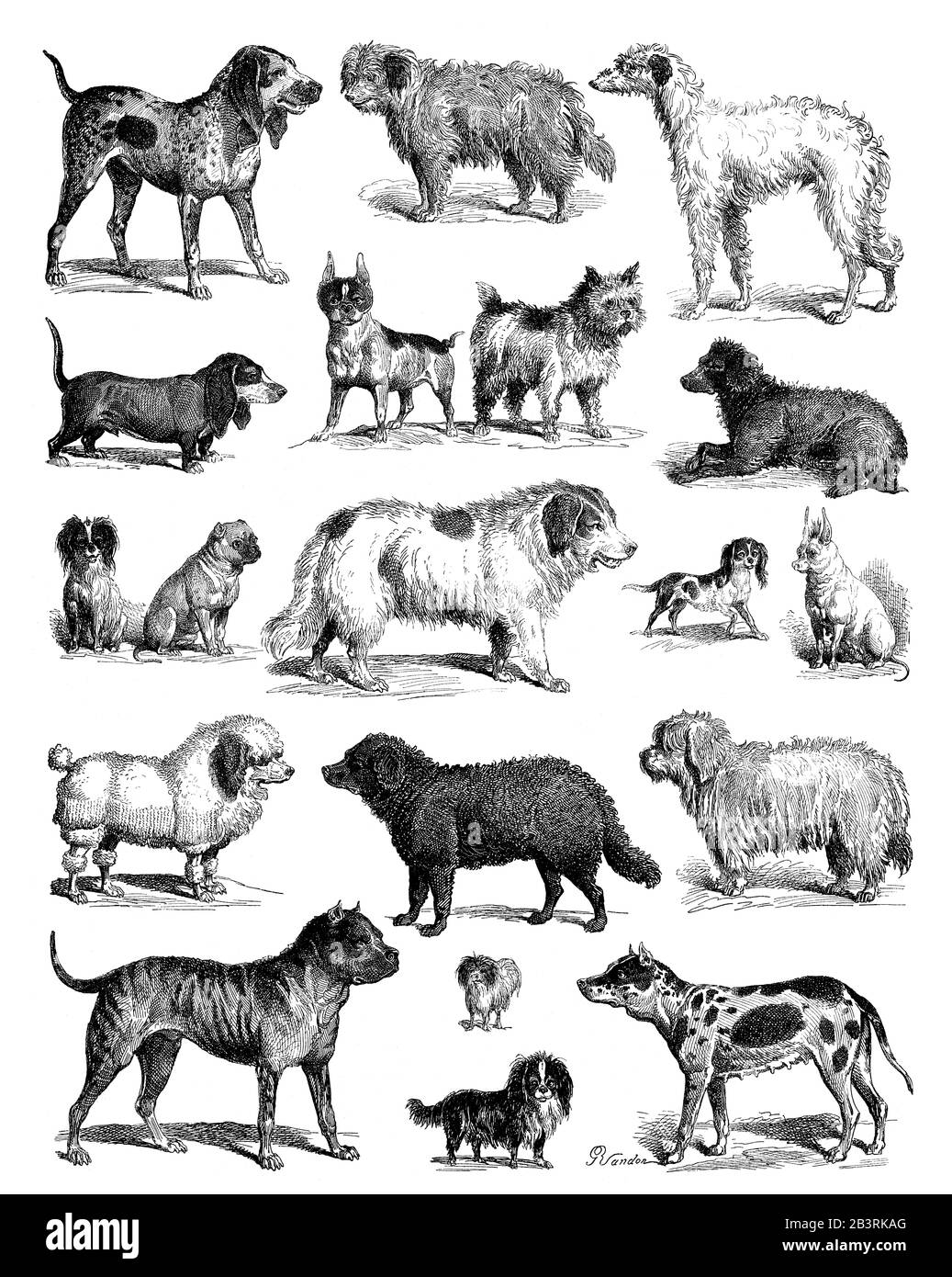 Dog breeds, historical depiction, 19th century Stock Photo