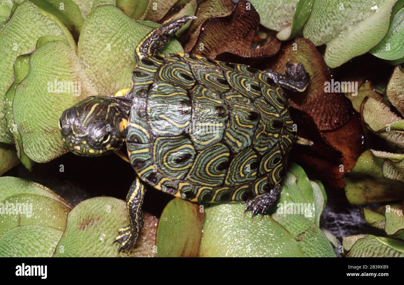 Guatemalan Slider, Trachemys scripta grayi Stock Photo Alamy