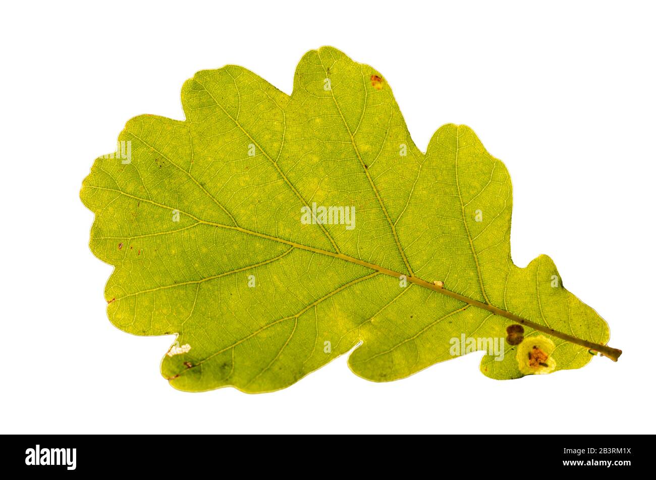 Oak leaf logo hi-res stock photography and images - Alamy