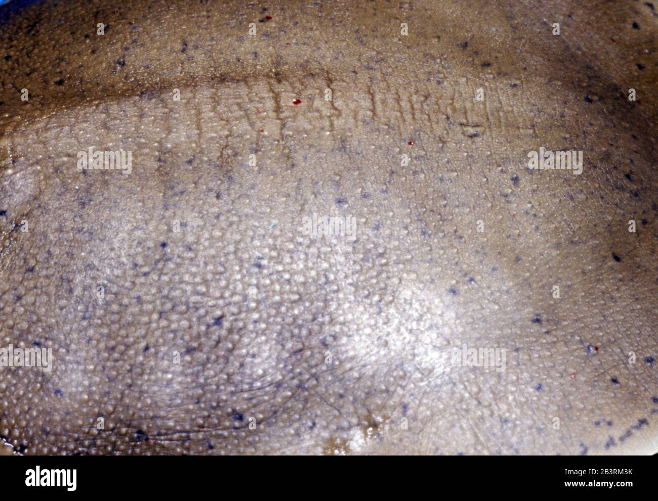 Close-up of softshell turtle carapace skin Stock Photo