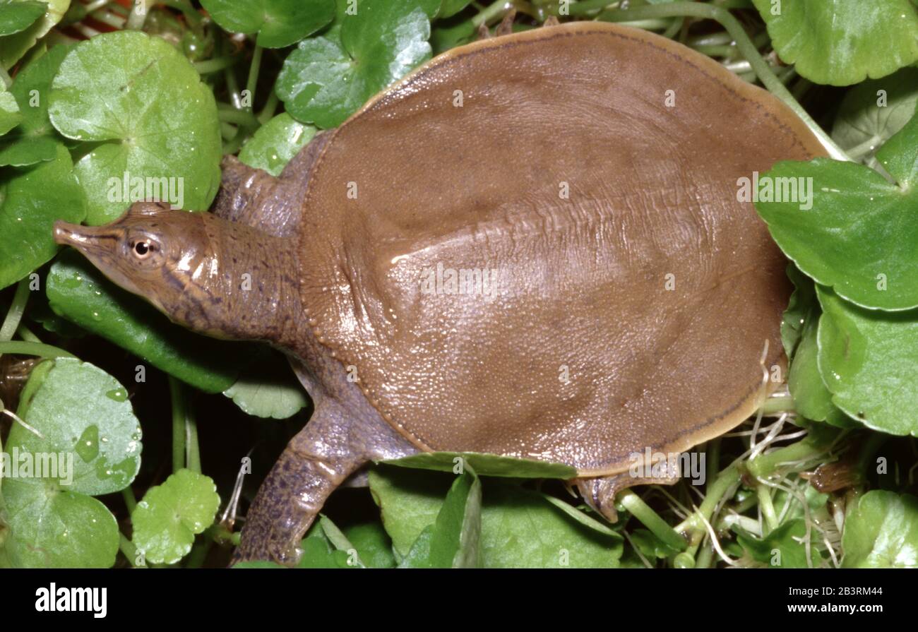 Midland smooth softshell turtle, Apalone mutica Stock Photo