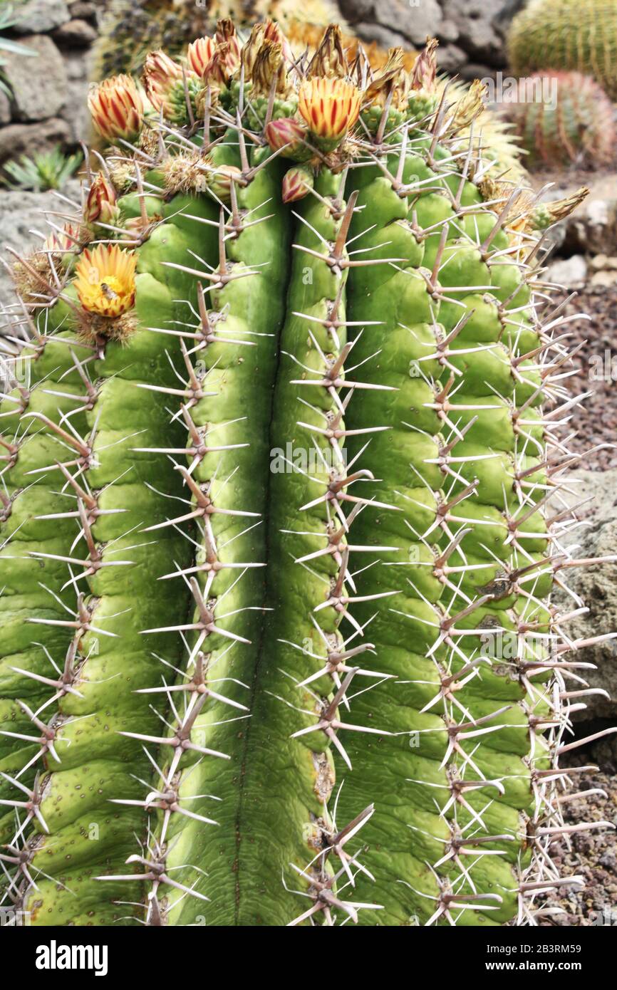 Kaktus ferocactus peninsulae Stock Photo - Alamy
