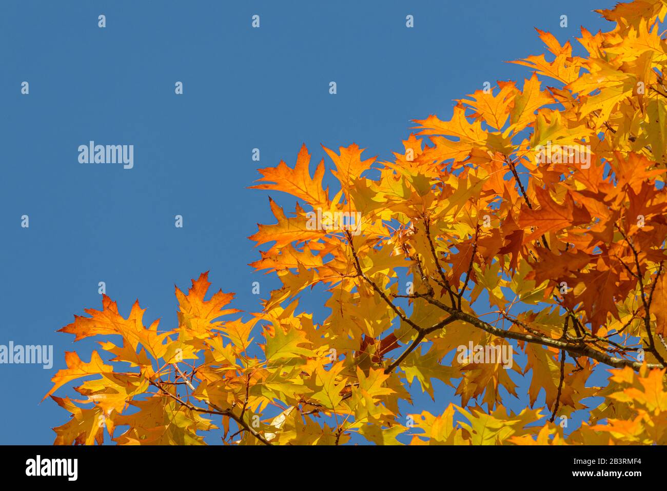 autumn colored leaves of red oak tree against blue sky, detail Stock ...