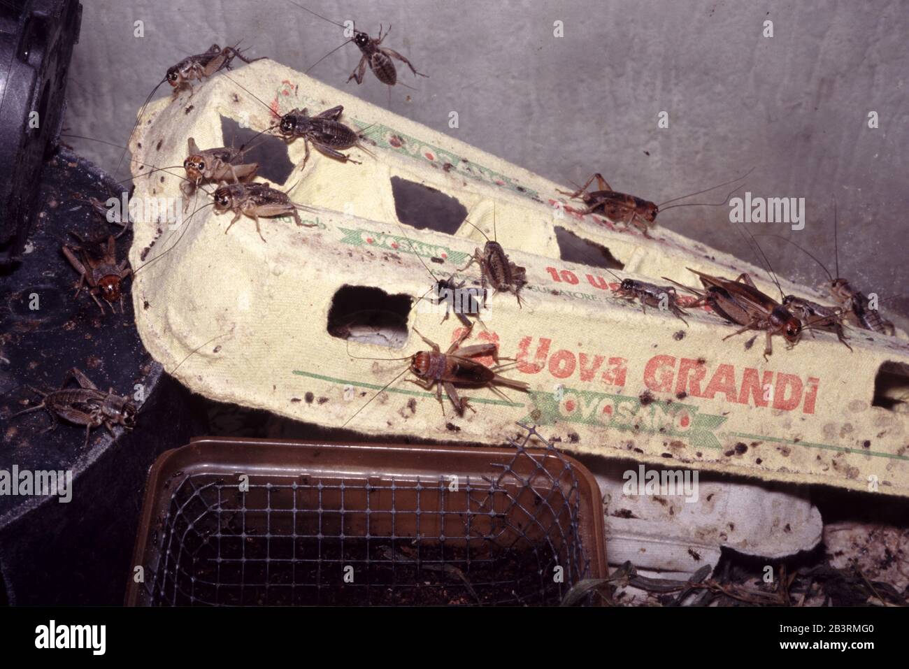 Live cricket farm hires stock photography and images Alamy