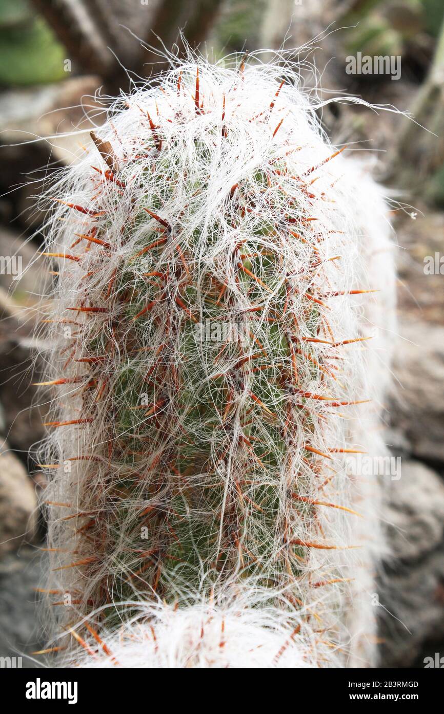 Kaktus oreocereus celsianus Stock Photo