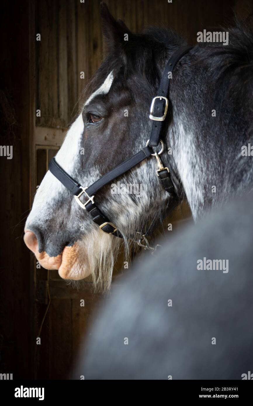 Clydesdale horse head hires stock photography and images Alamy