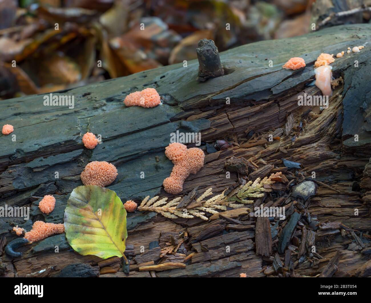 Orange Slime Mould Tuberifa Ferruginosa also known as Raspberry Slime Mould. On decaying tree in English woodland. Stock Photo