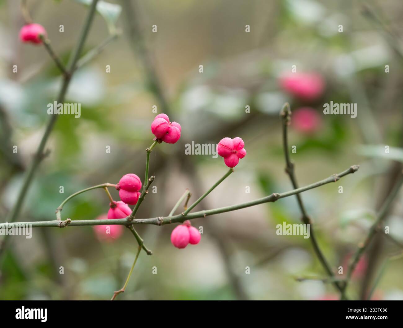 Pink fruit of Spindle Tree. Spindle is an indicator of ancient woodland. Stock Photo