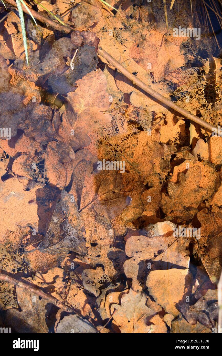 Ochre water, Ferric Hydroxide particles, settled in a stream amongst leaves, on the site of a former coal mine in the Yorkshire coal fields. Stock Photo
