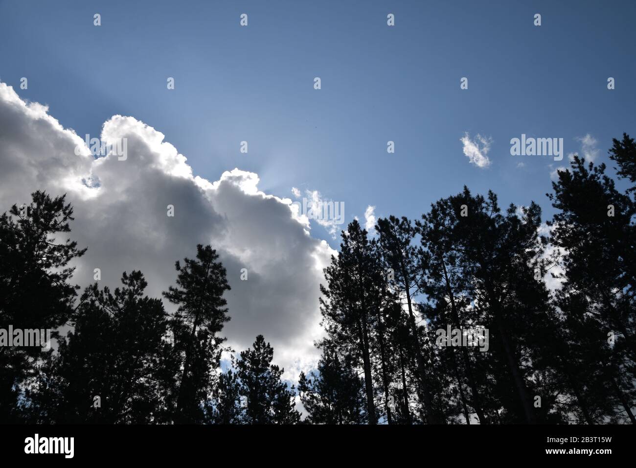 Backlit clouds in a vivid blue sky above coniferous trees in silhouette. Stock Photo