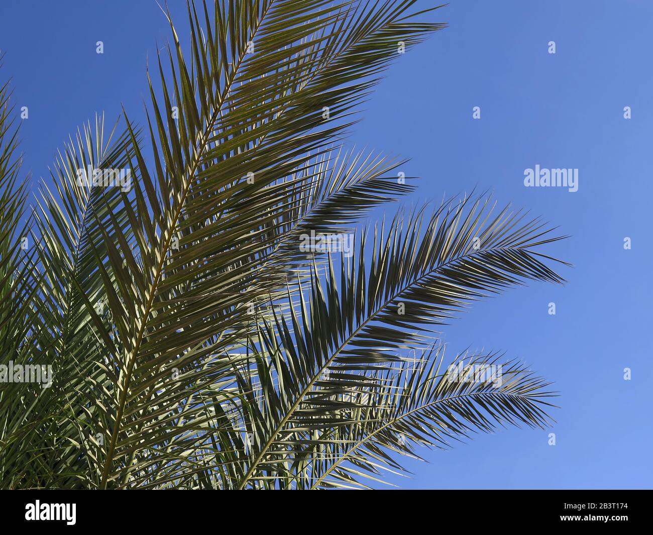 Palme Stock Photo
