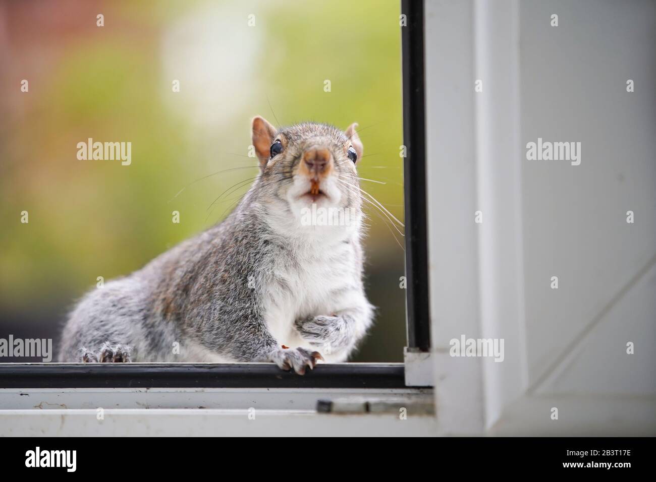 Front view close up of amazing cheeky garden UK grey squirrel (Sciurus carolinensis) isolated by open back door sitting on step, entering kitchen. Stock Photo