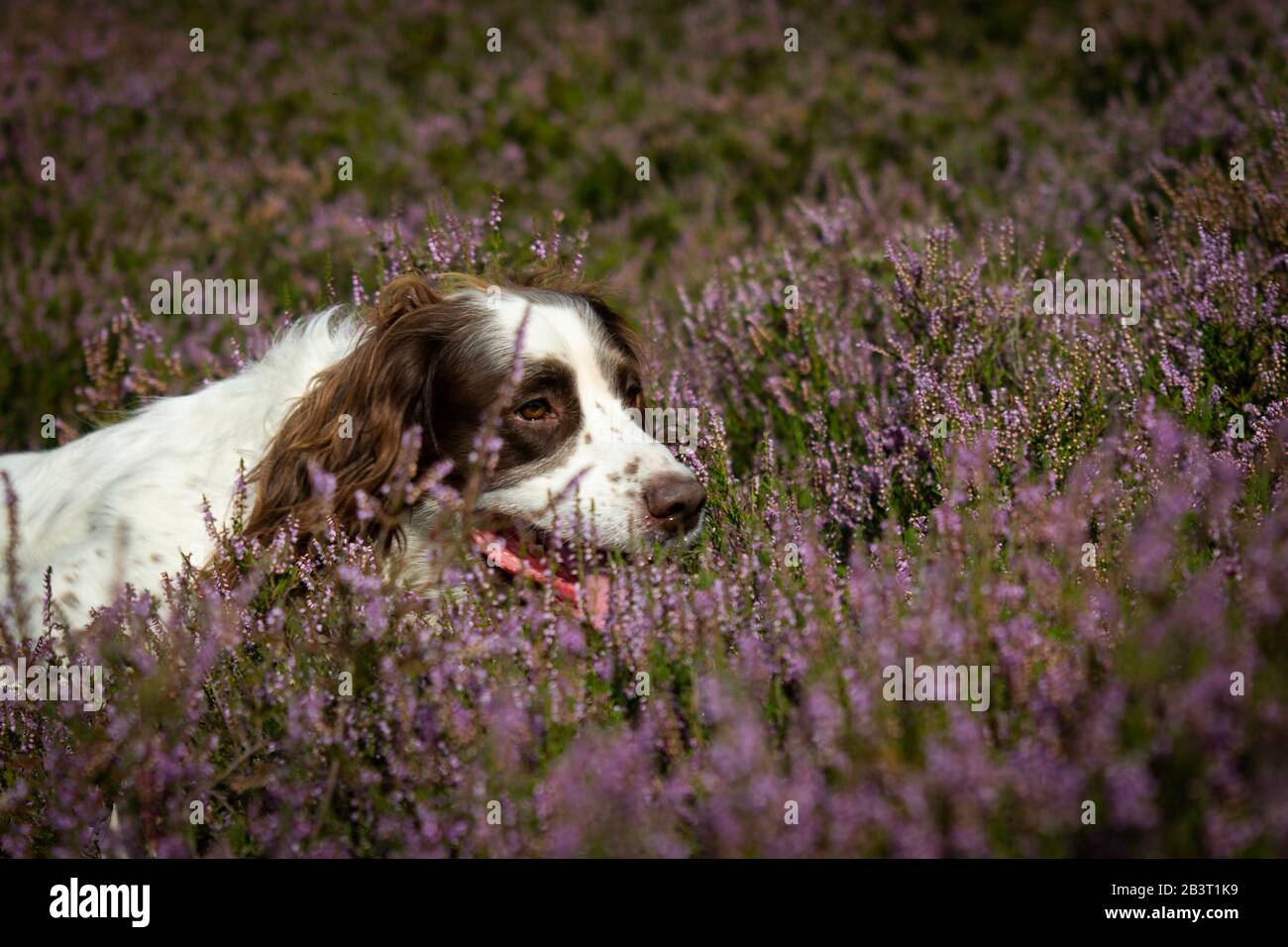 English Springer spaniel Gun Dog working on a grouse moor. Stock Photo