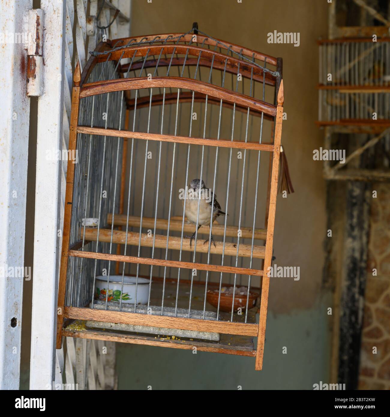 Enclosed bird cage hires stock photography and images Alamy