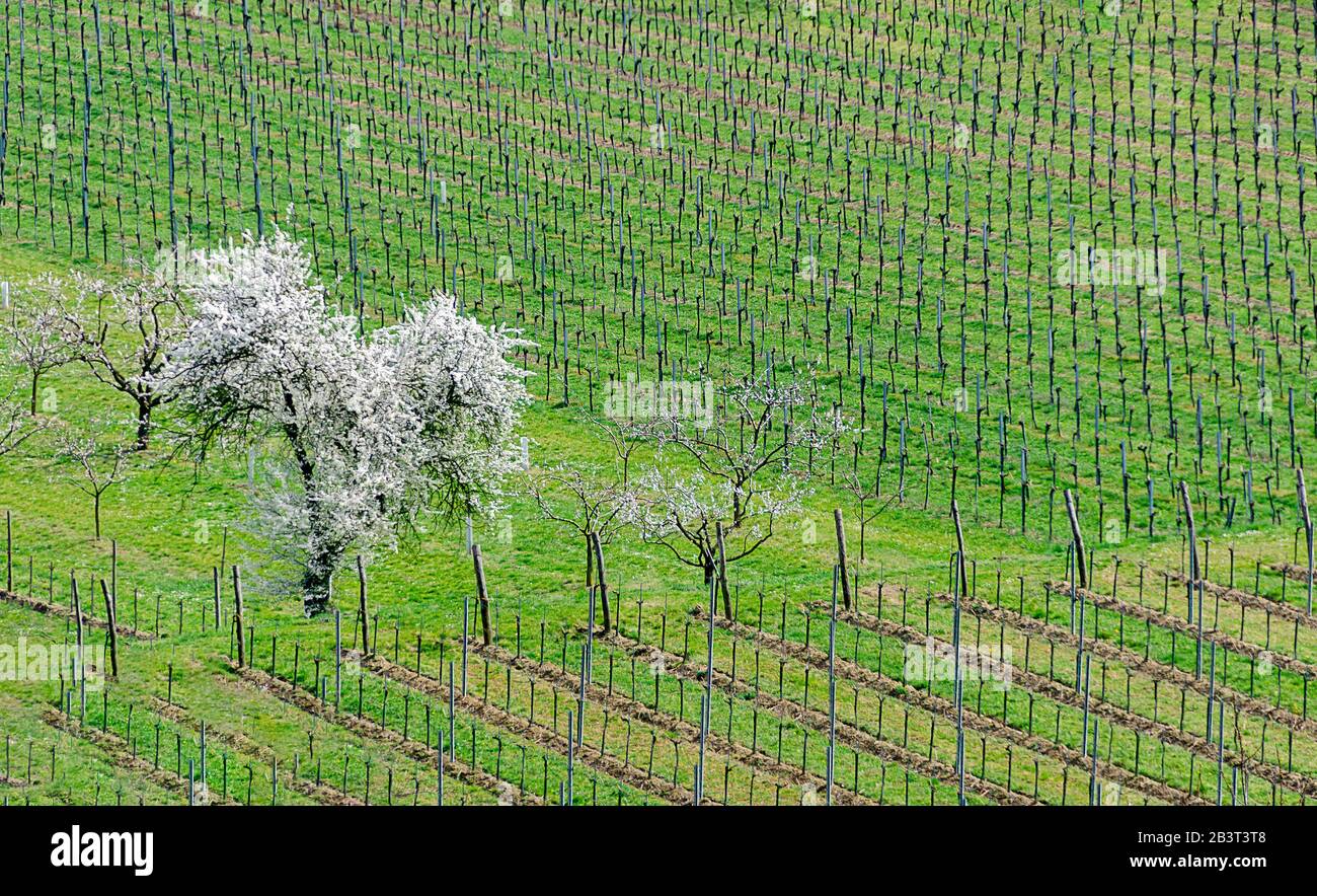 white flourishing cherry trees in a vineyard at spring in the region Wachau of Austria Stock Photo