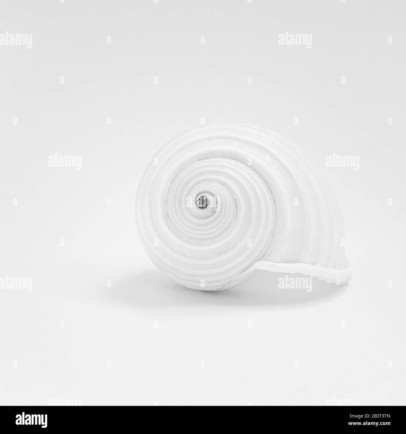 Simple image of a sea shell Stock Photo - Alamy
