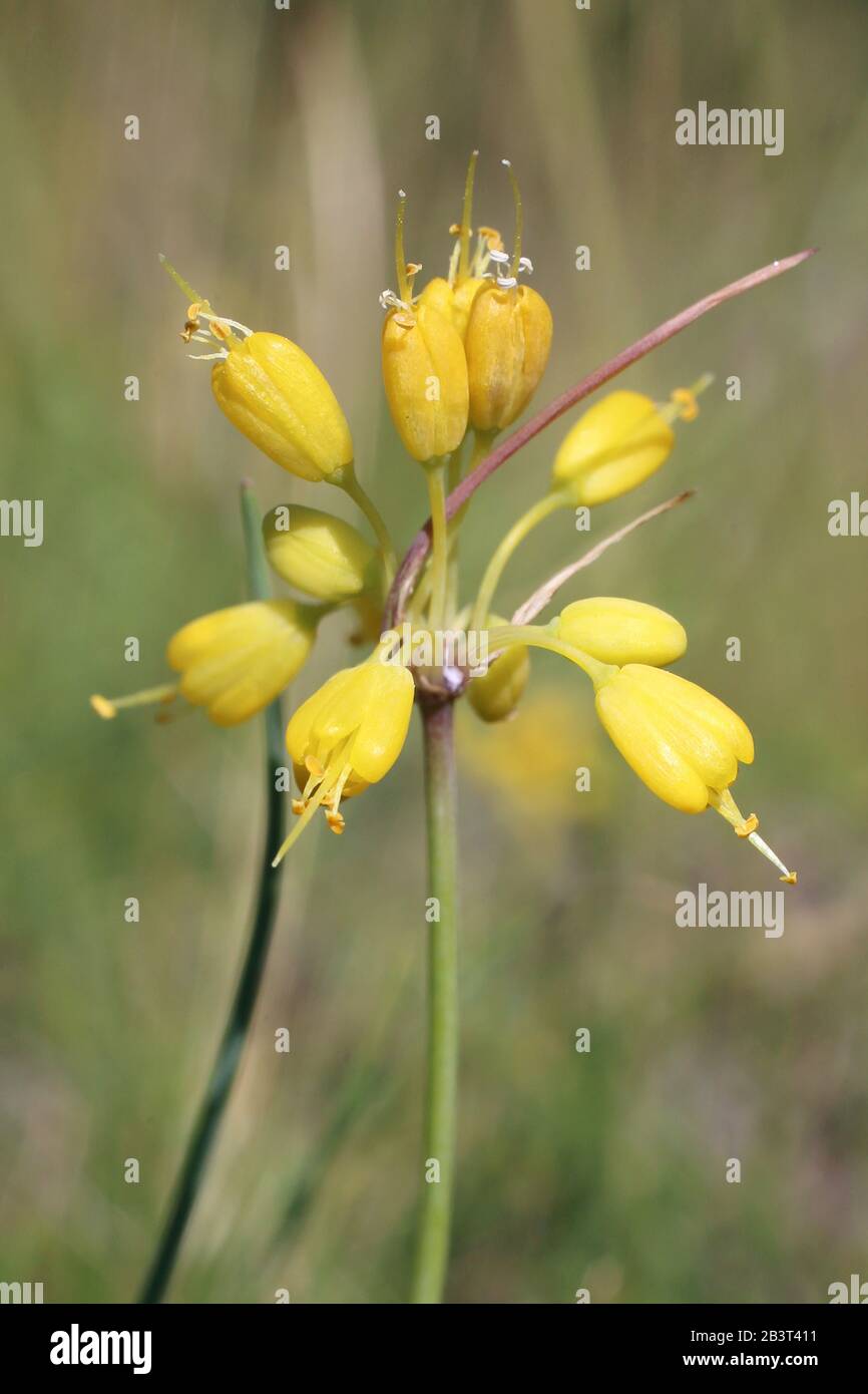 Allium flavum subsp. flavum - Wild plant shot in summer. Stock Photo