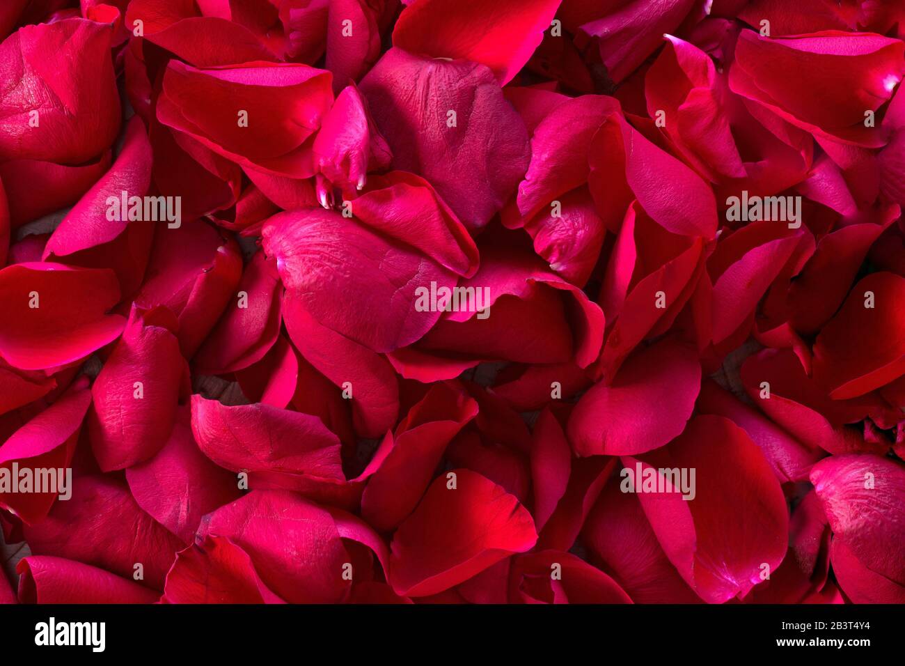 Pile Of Red Rose Petals Background Texture Romantic Nature Concept Stock Photo Alamy
