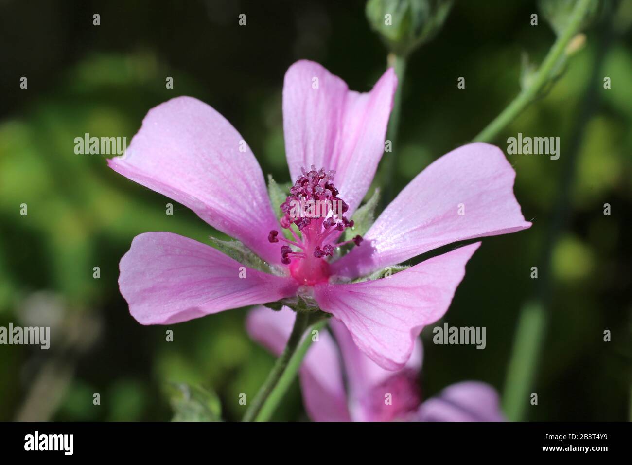 Althaea cannabina - Wild plant shot in summer. Stock Photo