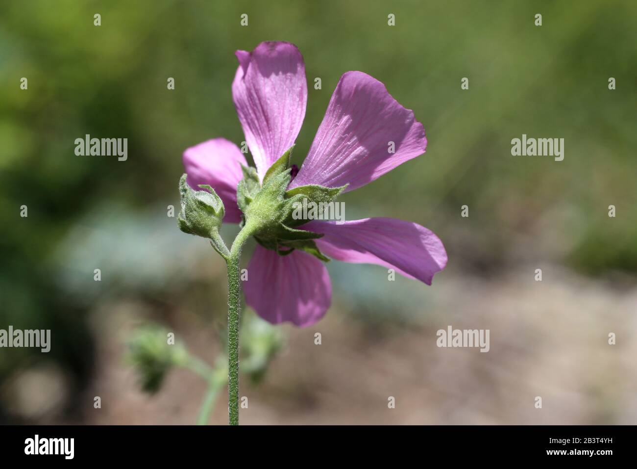 Althaea cannabina - Wild plant shot in summer. Stock Photo