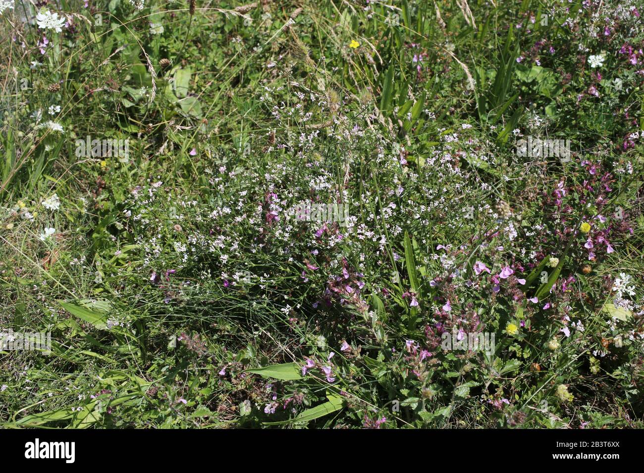 Asperula tenella - Wild plant shot in summer. Stock Photo