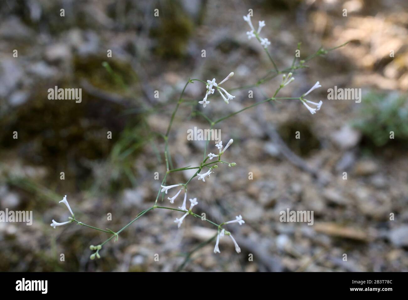 Asperula tenella - Wild plant shot in summer. Stock Photo