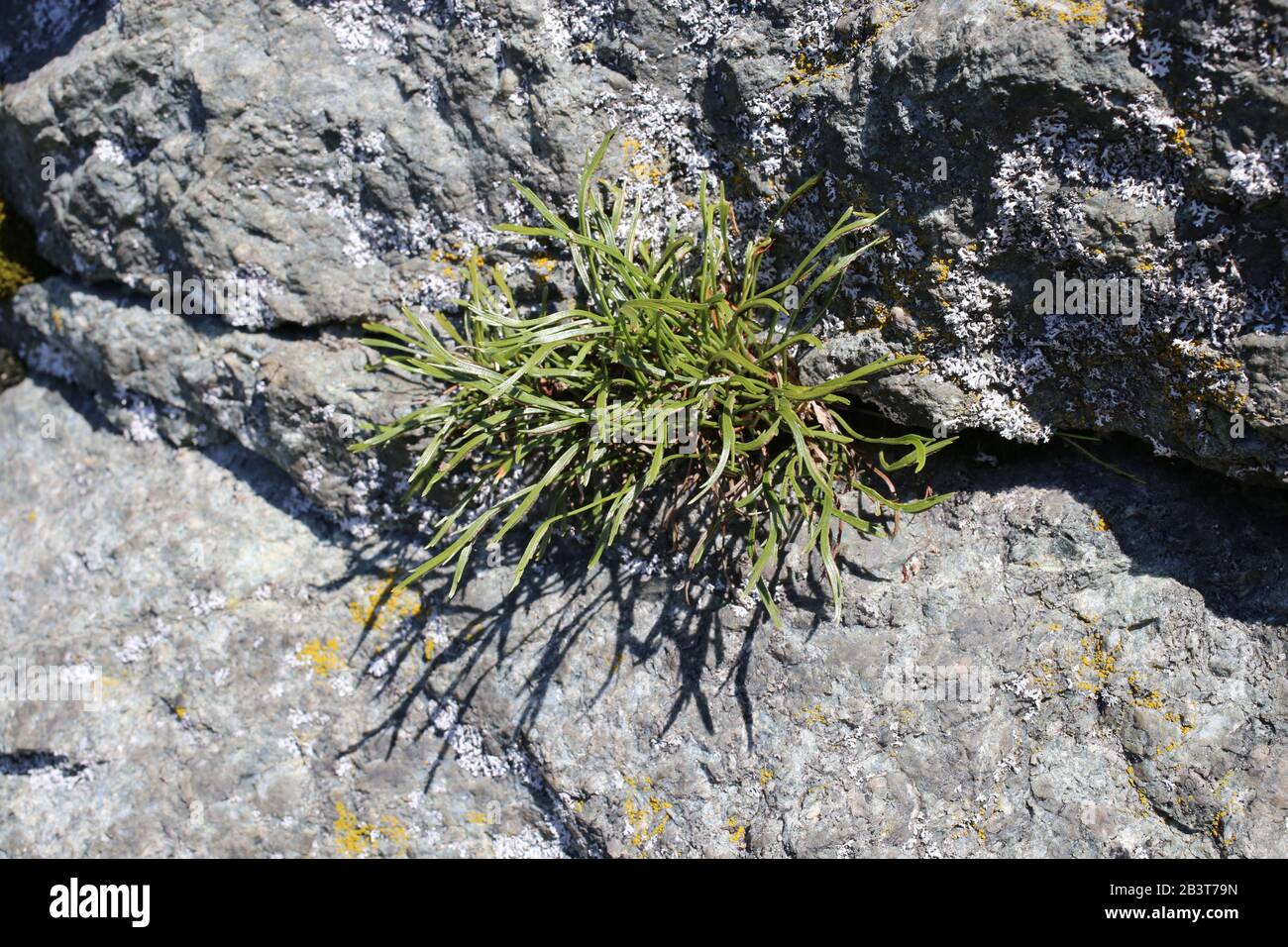 Asplenium septentrionale - Wild plant shot in summer. Stock Photo