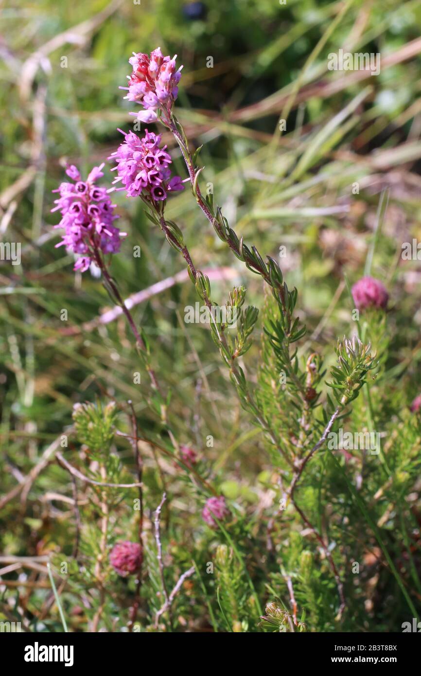Bruckenthalia spiculifolia - Wild plant shot in summer. Stock Photo