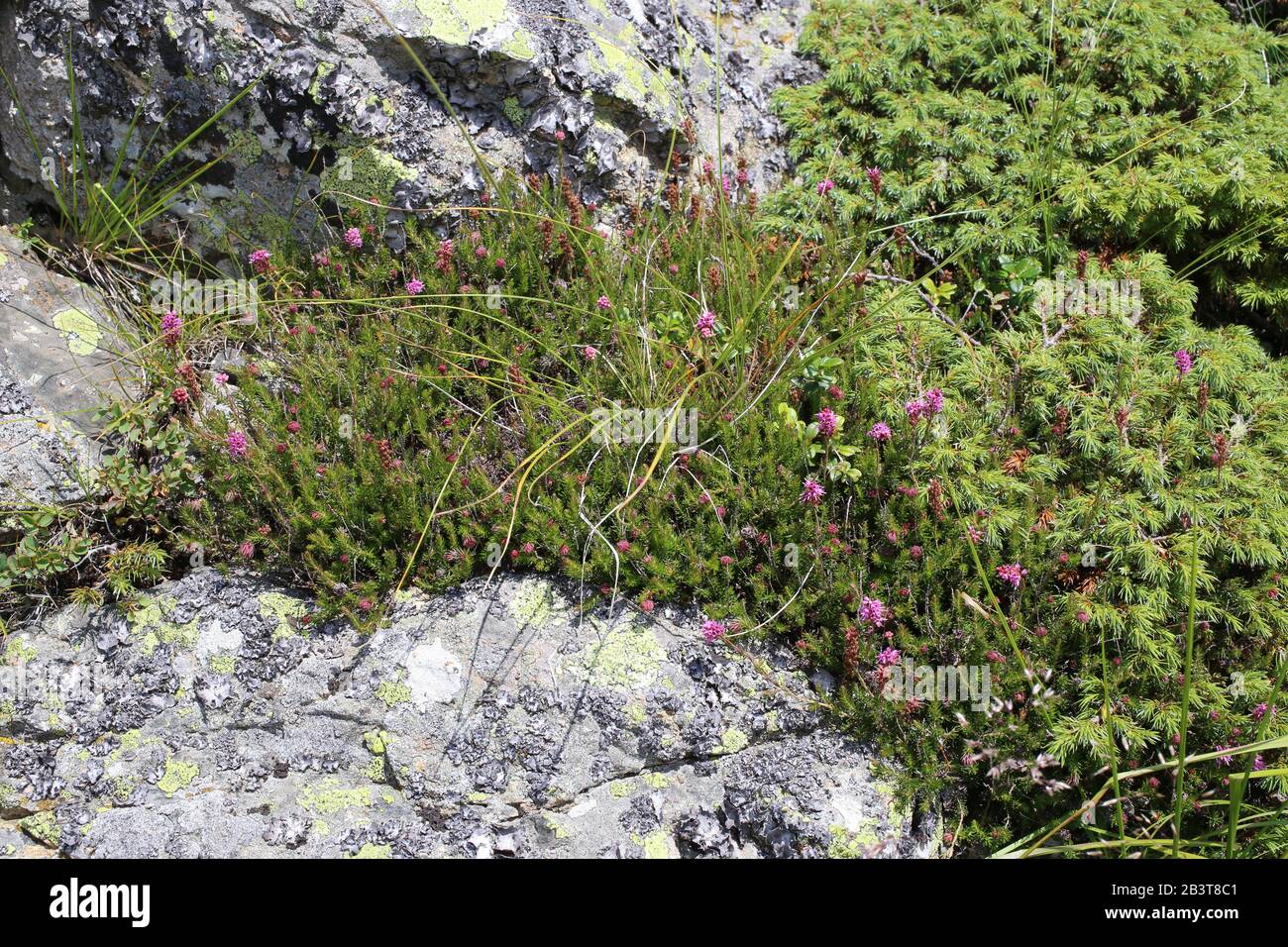 Bruckenthalia spiculifolia - Wild plant shot in summer. Stock Photo