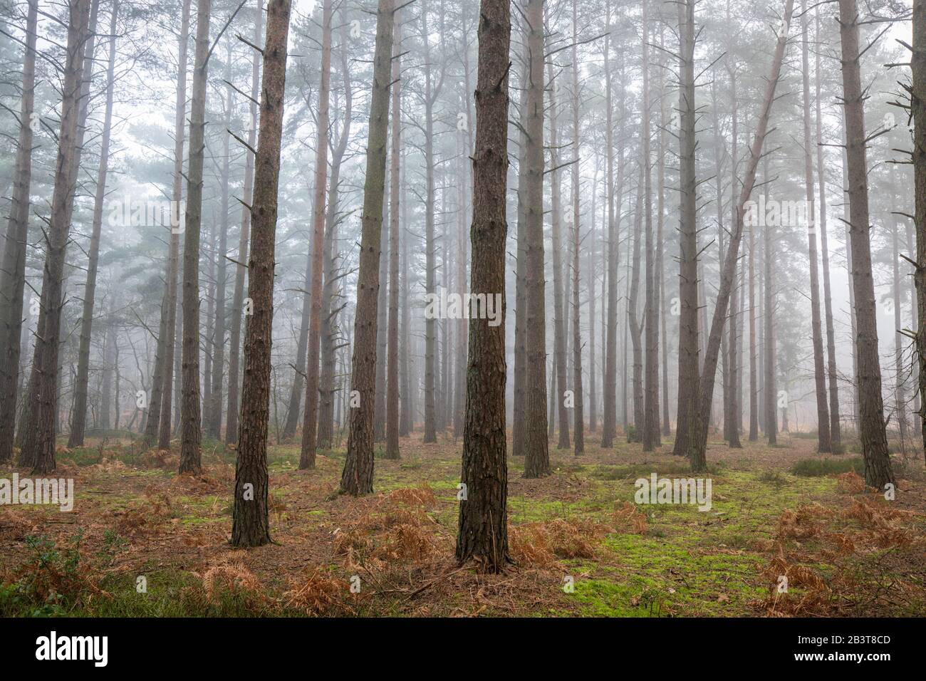 Misty view through pine trees in woodland, Newtown Common, Burghclere