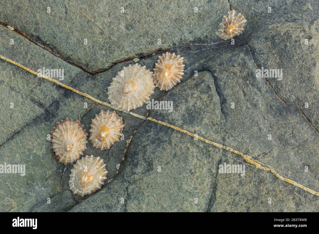 Limpets on a rock, Welcombe Bay, Devon, England, UK Stock Photo