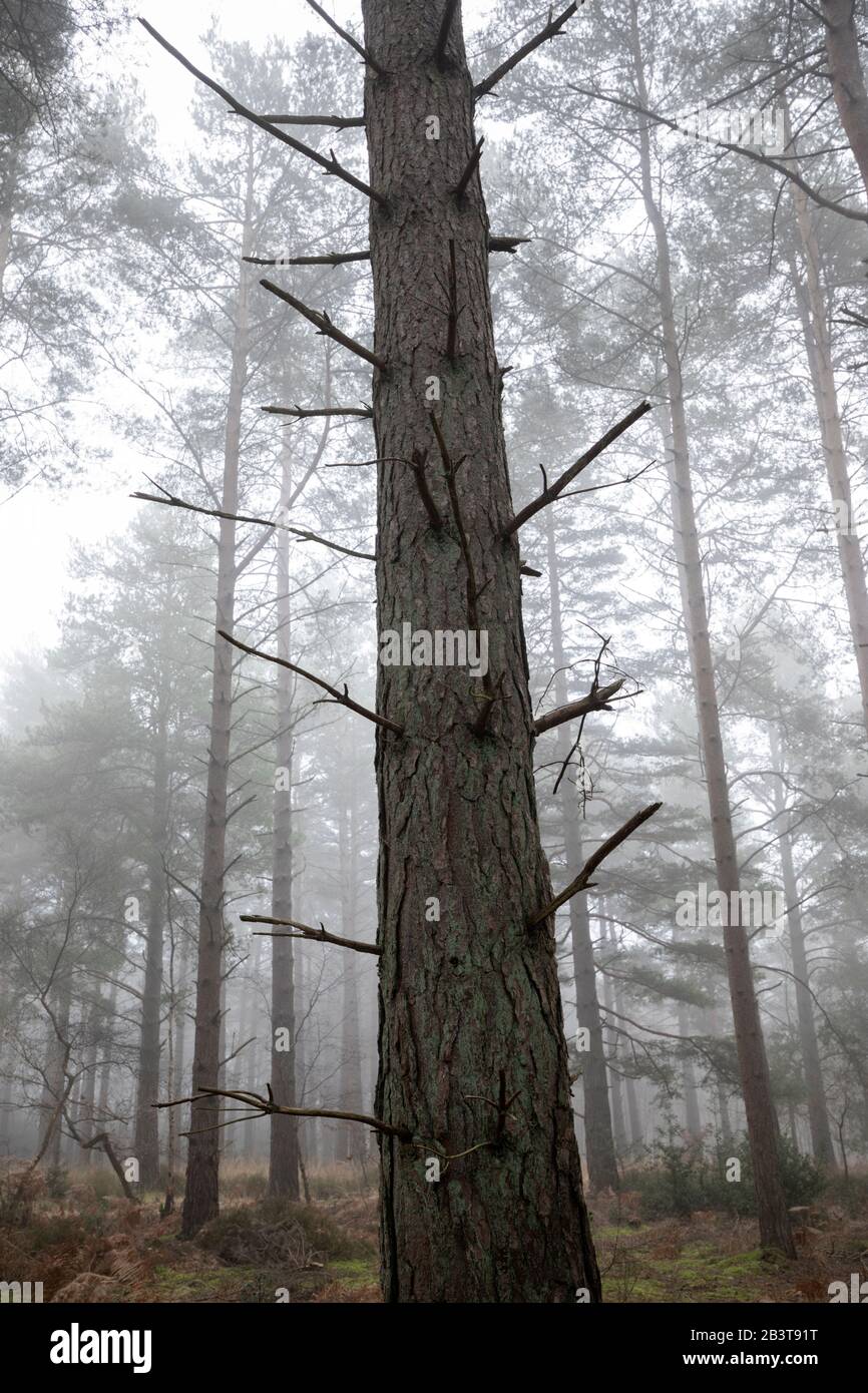 View looking up at scots pine tree trunk in misty woodland, Newtown Common, near Newbury, Berkshire, England, UK Stock Photo