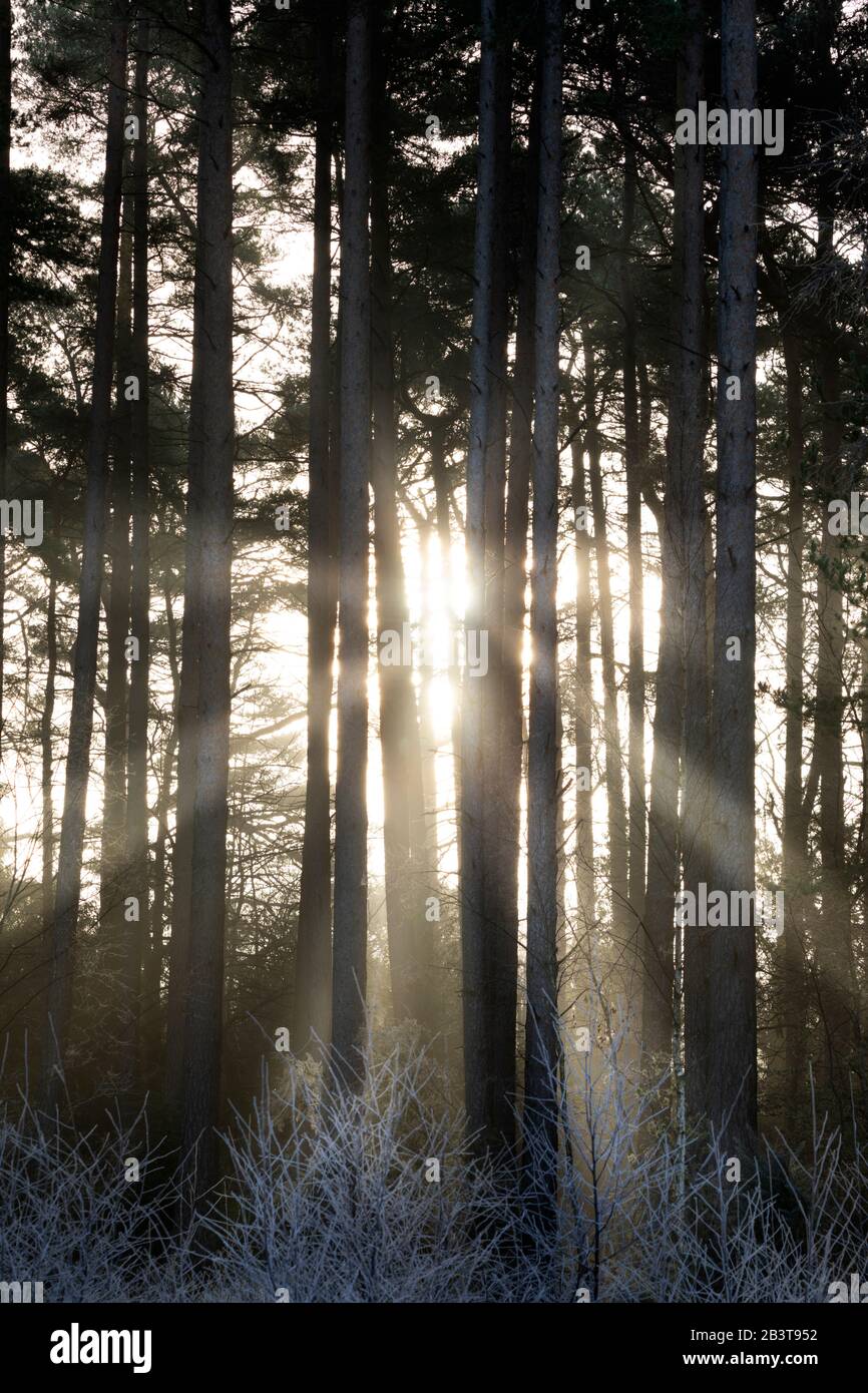 Beams of sunlight breaking through mist in woodland of scots pine trees, Newtown Common, Burghclere, Hampshire, England, United Kingdom, Europe Stock Photo