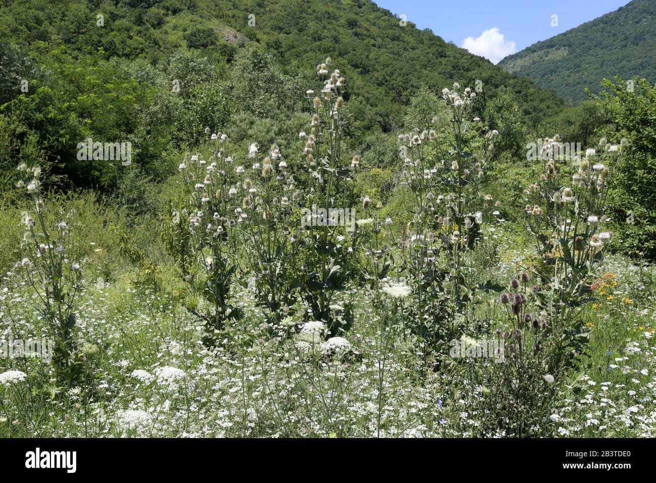 Dipsacus laciniatus - Wild plant shot in summer. Stock Photo