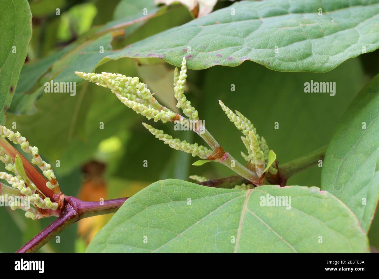 Fallopia bohemica (Reynoutria japonica) - Wild plant shot in summer. Stock Photo