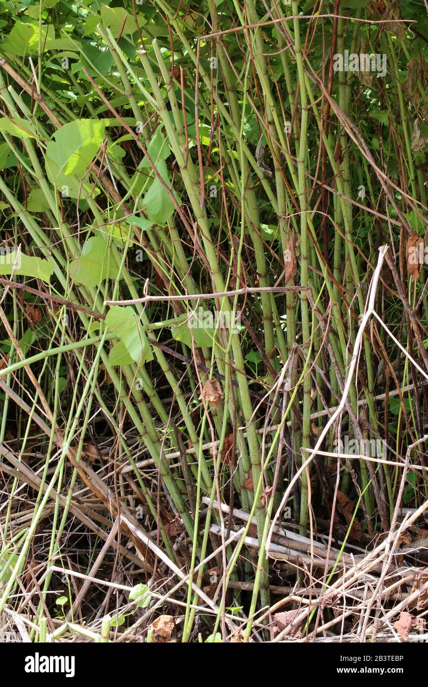 Fallopia bohemica (Reynoutria japonica) - Wild plant shot in summer. Stock Photo