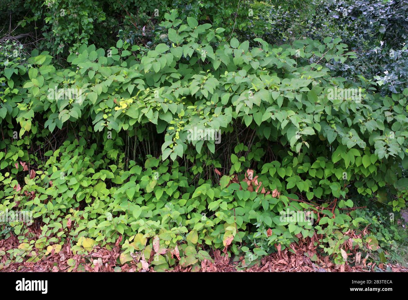 Fallopia bohemica (Reynoutria japonica) - Wild plant shot in summer. Stock Photo