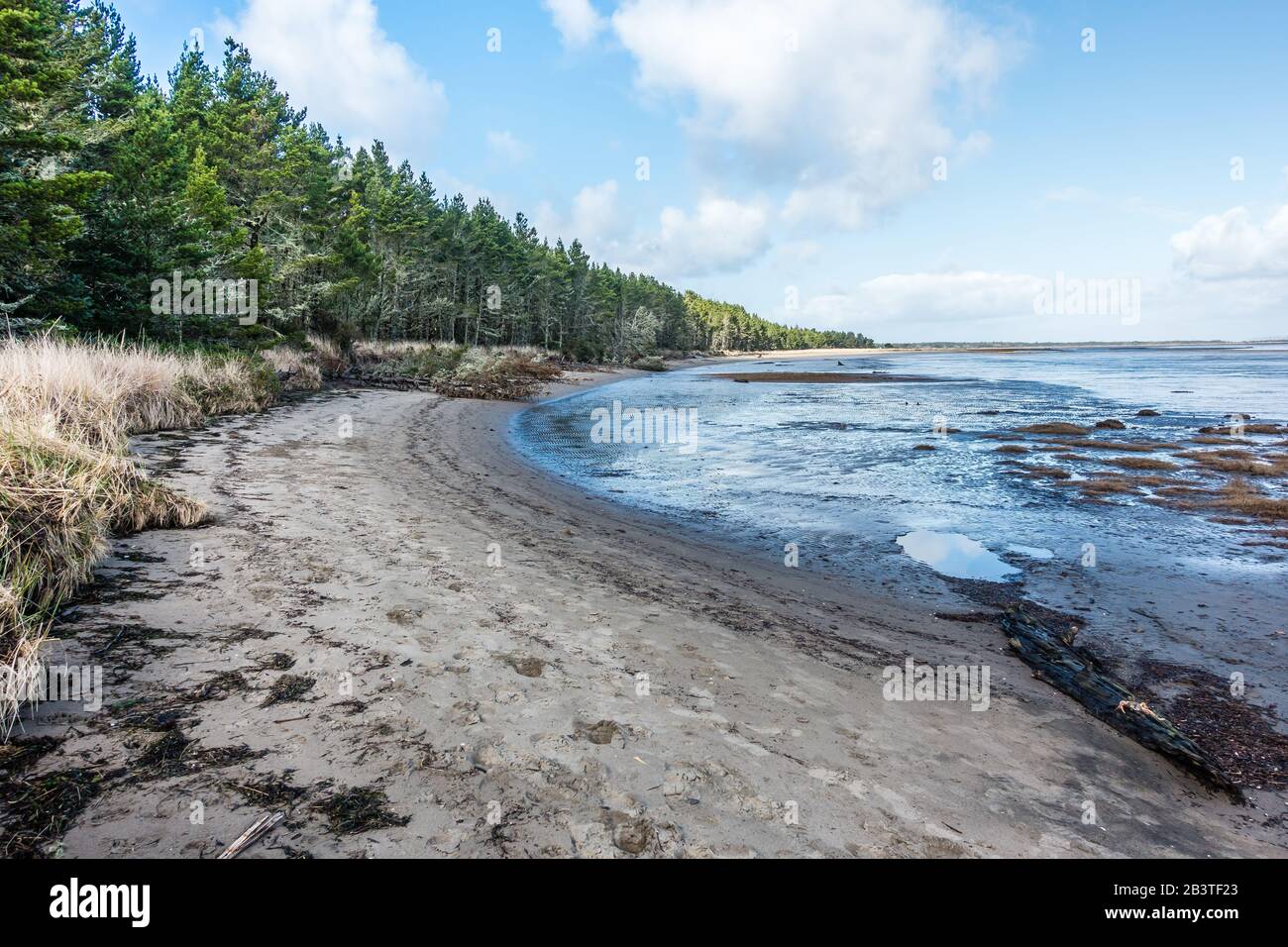 A beach at Leadbetter Point near Long Beach, Washington Stock Photo Alamy