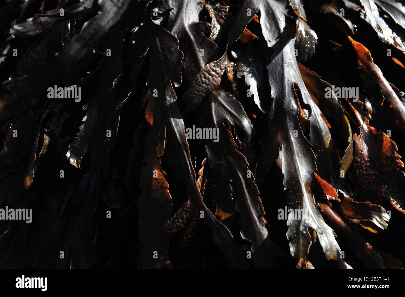 Dark, low key photo of bladderwrack.  Closuep horizontal image of sea weeds.  Bladder wrack filling the whole picture frame of horizontal photo. Stock Photo