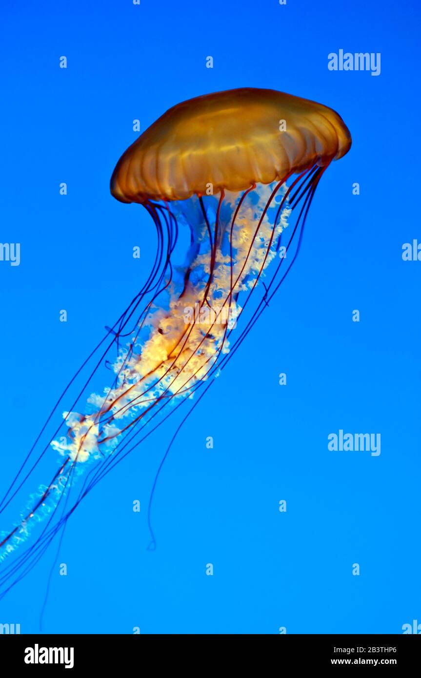 California, Monterey. Sea nettle jellyfish (chrysaora fuscescens) Monterey Aquarium, Quallen, Stock Photo