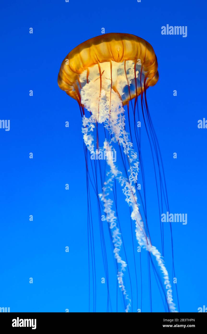 California, Monterey. Sea nettle jellyfish (chrysaora fuscescens) Monterey Aquarium, Quallen, Stock Photo