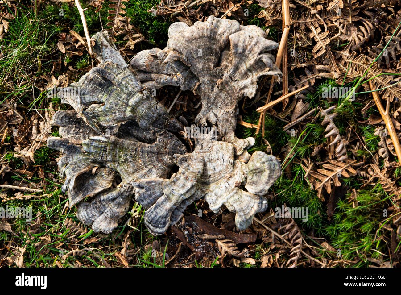 Fungus growing on the ground Stock Photo