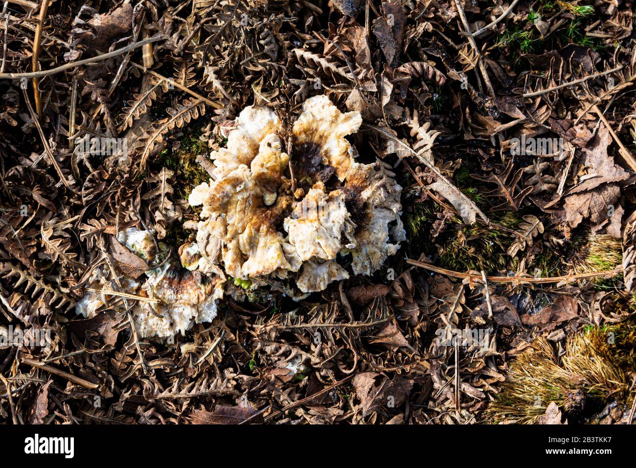 Fungus growing on the ground Stock Photo