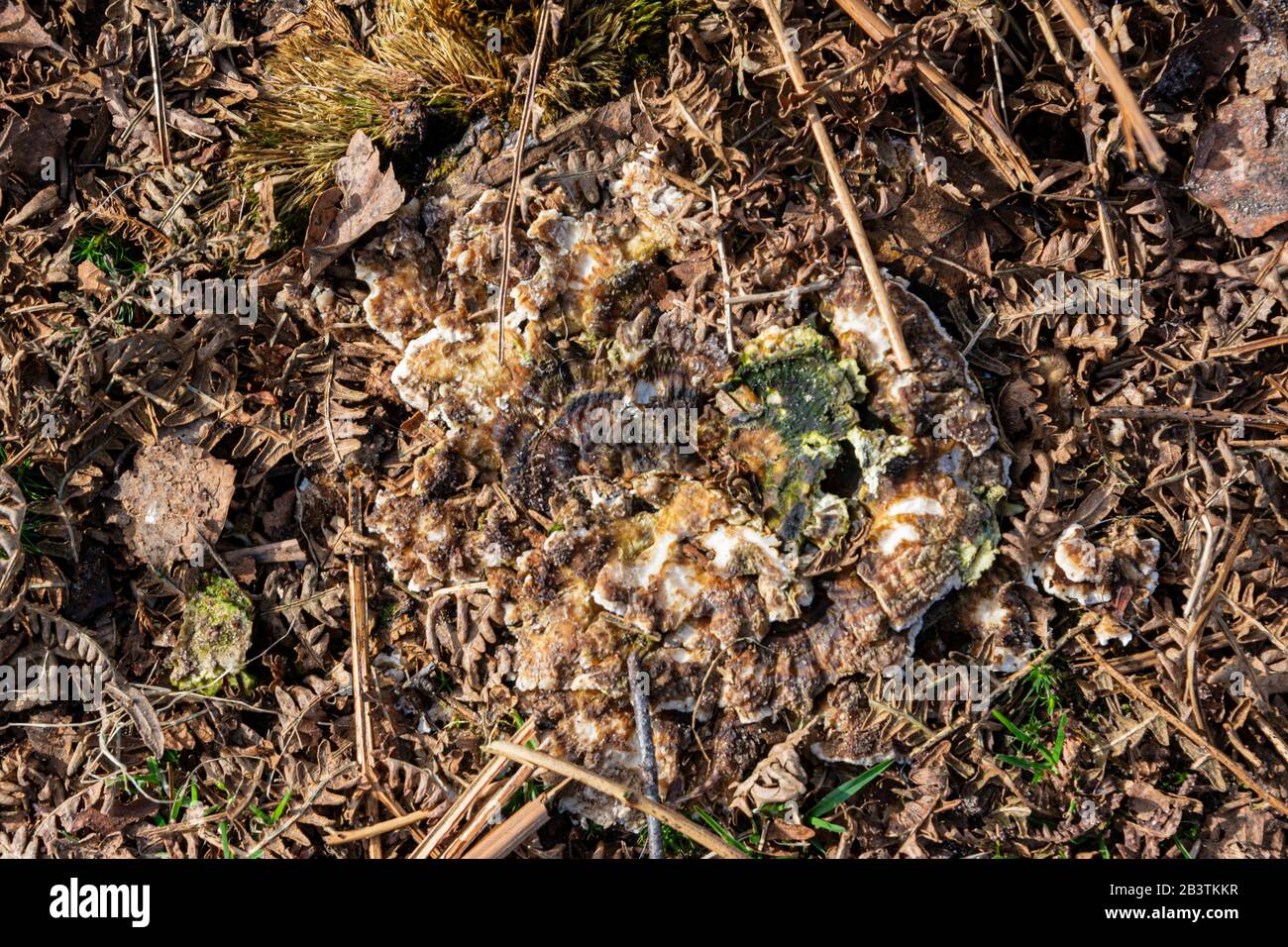 Fungus growing on the ground Stock Photo