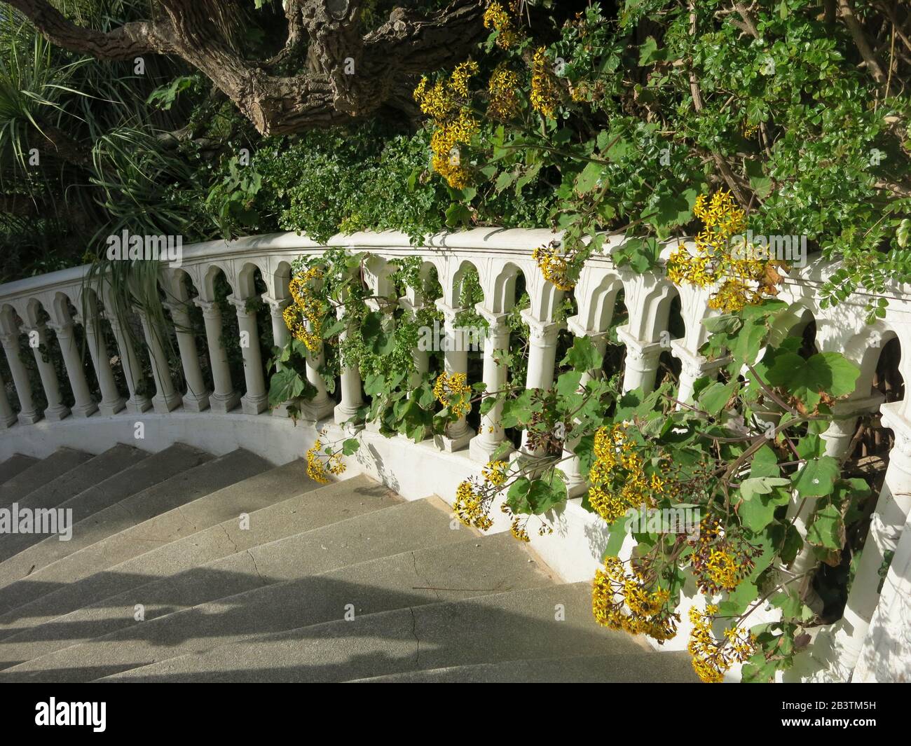 A wide stone curving staircase with yellow shrubbery; one of the landscaping features in the spectacular gardens at the Villa Ephrussi de Rothschild. Stock Photo