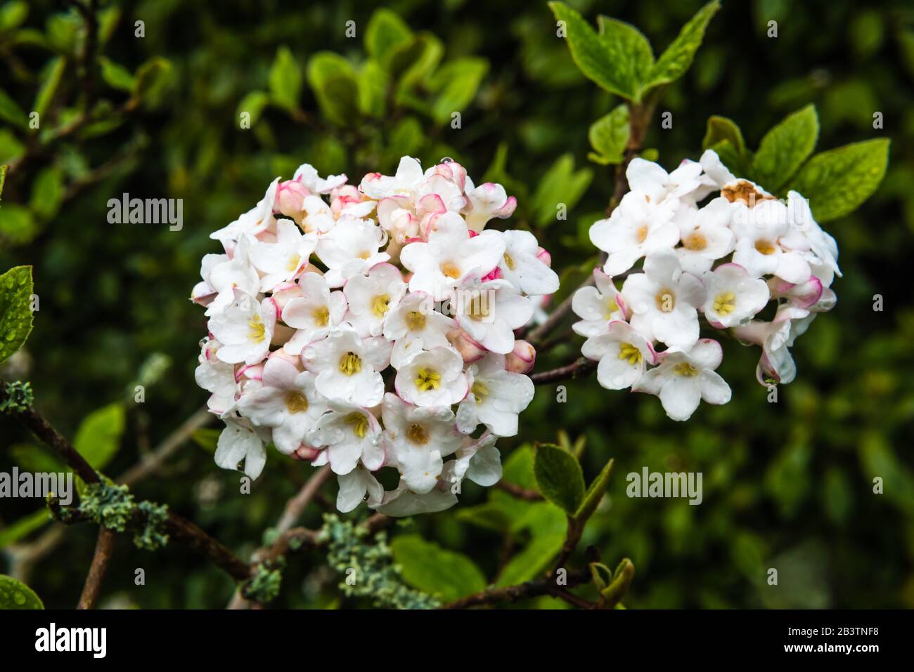 Garden Of Aaron Help Wanted Best Quick Privacy Screening Shrubs