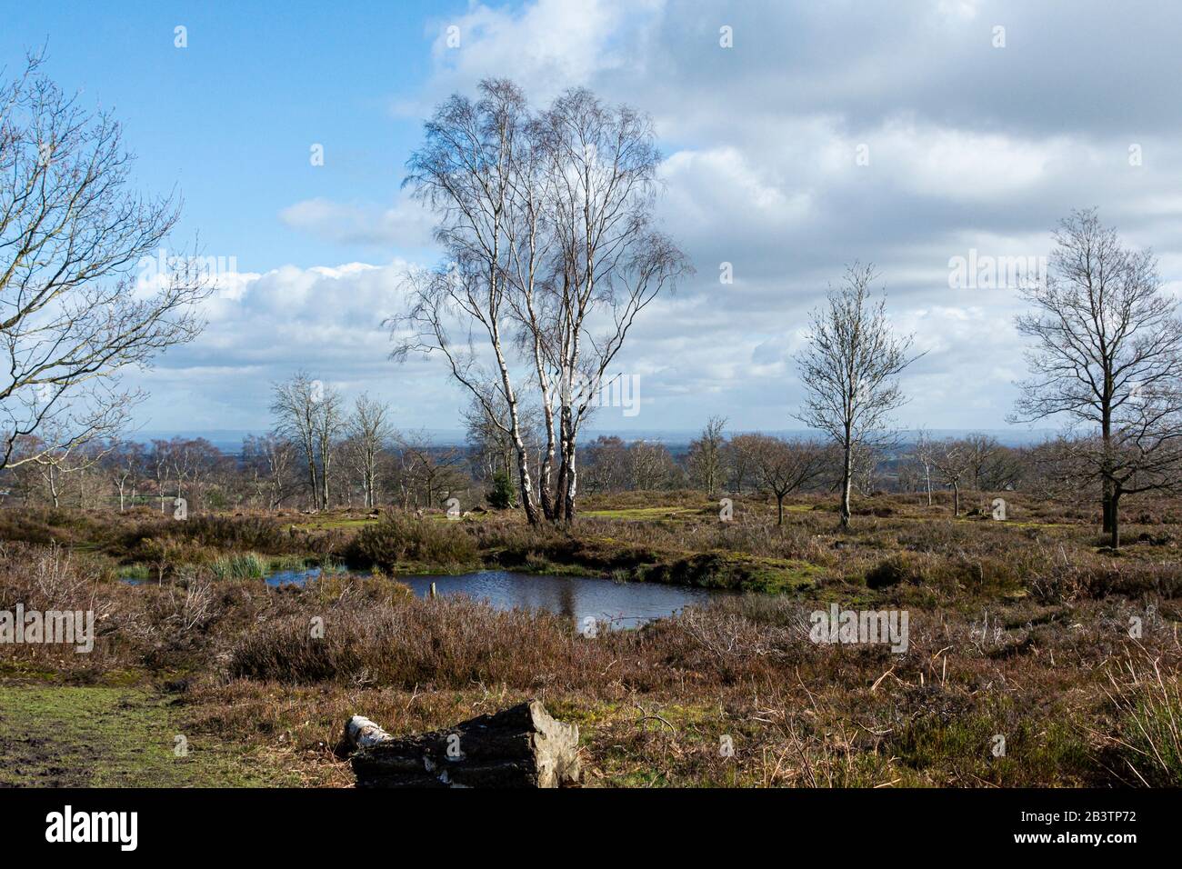silver-birch-trees-betula-pendula-next-to-a-pool-of-water-on-the