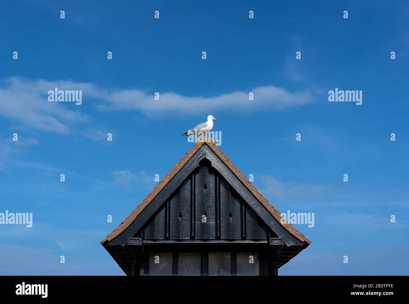 Seagull perched on old wooden beach hut roof with blue sky. Aldeburgh, Suffolk. UK Stock Photo